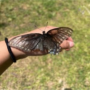 Meet your Posher, Aubry